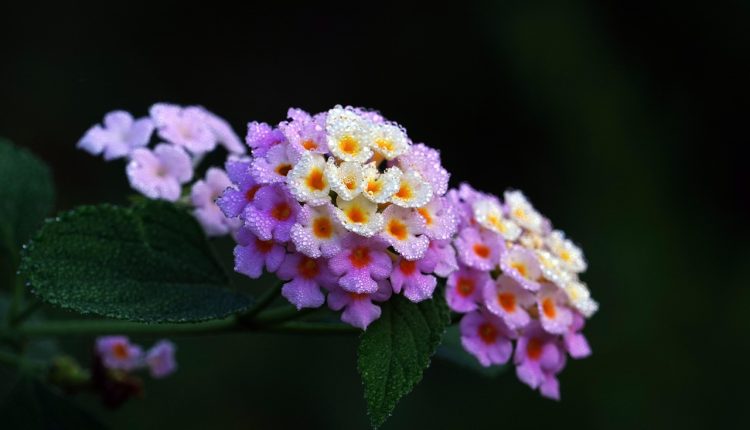 Lantana